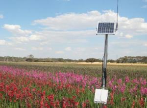 DTU and Probe in gladioli