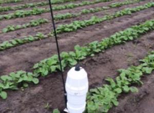 'All-in-One' probe in canola