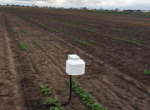 Temperature Sensor in the field