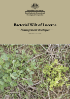 Bacterial Wilt of Lucerne Management strategies
