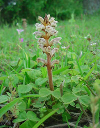 Small Broomrape SCALED