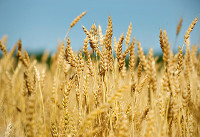 Wheat crop (Google)