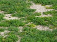 bacterial Wilt in the paddock