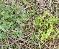 bacterial Wilt bacterial Wilt