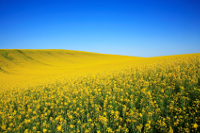 canola-field-under-blue-sky